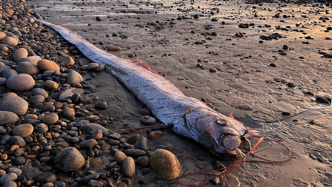 Imagen del pez remo encontrado en la playa de Grandview, Encinitas, California. Este ejemplar mide entre 2,7 y 3 metros y pertenece a una especie rara de las profundidades marinas, conocida por su cuerpo plateado y cresta roja característica.