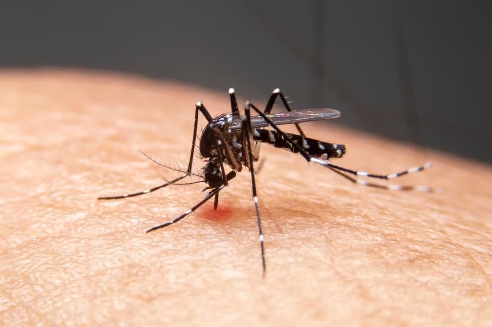 Un mosquito Aedes aegypti posado sobre la piel humana, principal transmisor del dengue, enfermedad cuyo aumento está relacionado con el cambio climático.