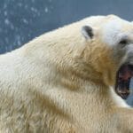 Hombre lucha contra Oso Polar para salvar a su esposa en Canadá 7 Impactante rescate en Canadá: hombre enfrenta a un oso polar para salvar a su esposa.