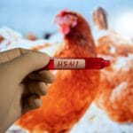California declara estado de emergencia por brote de gripe aviar H5N1 3 California declara estado de emergencia por brote de gripe aviar H5N1
