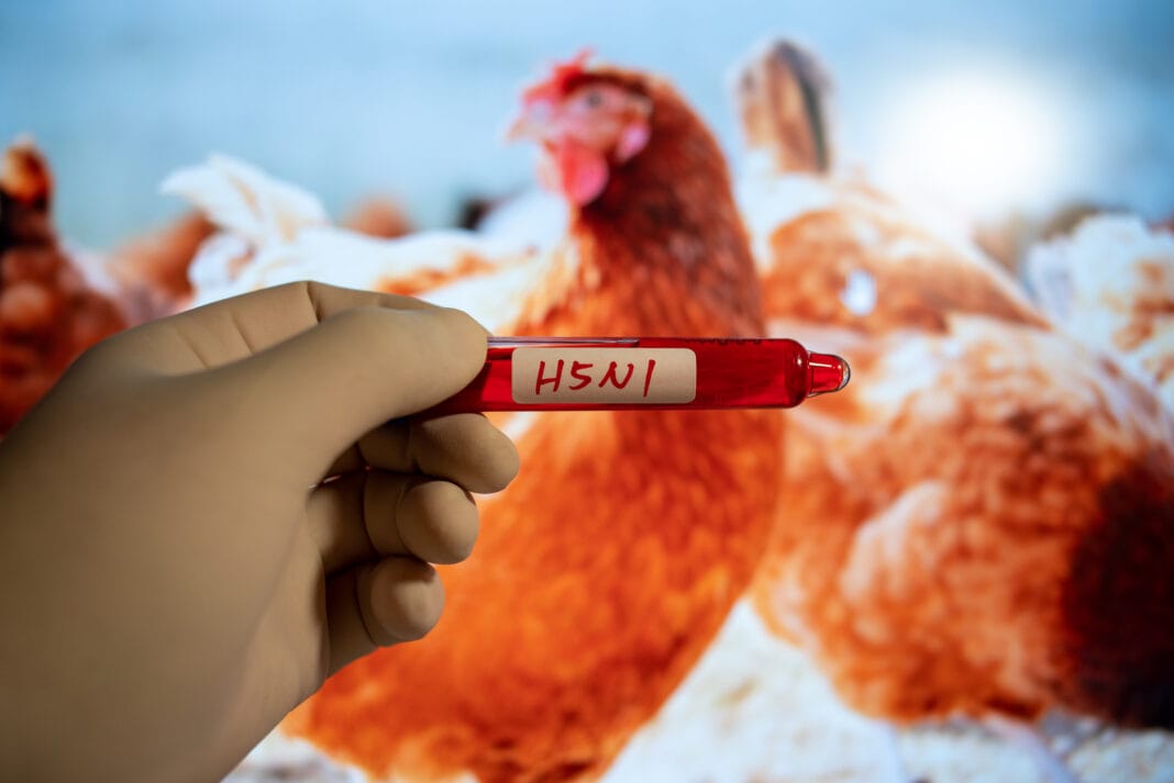 California declara estado de emergencia por brote de gripe aviar H5N1 5