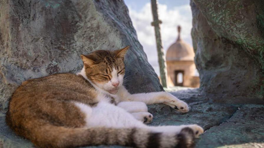 Alertan sobre alimentos contaminados con gripe aviar tras muerte de gato doméstico en EE.UU.