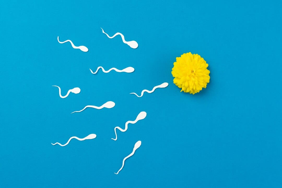 La calidad del semen podría ser un indicador clave de la longevidad masculina, revela estudio 5