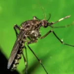 Infecciones por virus Oropuche en América Latina podrían ser más graves de lo estimado 6 Estudio revela que casos de Oropuche, transmitido por insectos, están subestimados en Latinoamérica y podrían aumentar por factores climáticos.
