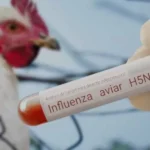 México reporta primer caso humano de influenza aviar H5N1 en una menor de Durango 7 Autoridades sanitarias confirmaron el primer contagio humano de gripe aviar en una niña de 3 años en Durango, quien se encuentra grave.