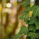 La hiedra es una mina pendiente de explotación 7 Descubre los sorprendentes beneficios medicinales de la hiedra (Ficus pumila), una planta trepadora con propiedades antioxidantes, antiinflamatorias, antibacterianas y más. Aprende por qué su fruto es una fuente valiosa de fitoquímicos y cómo la ciencia respaldan sus usos tradicionales.