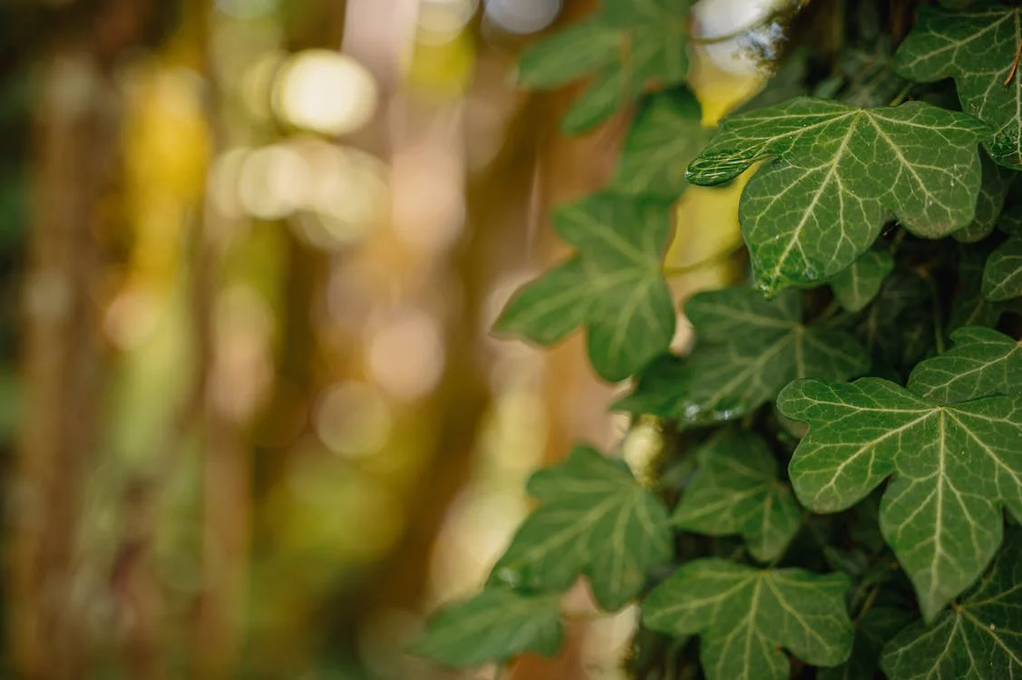 La hiedra es una mina pendiente de explotación 5 Descubre los sorprendentes beneficios medicinales de la hiedra (Ficus pumila), una planta trepadora con propiedades antioxidantes, antiinflamatorias, antibacterianas y más. Aprende por qué su fruto es una fuente valiosa de fitoquímicos y cómo la ciencia respaldan sus usos tradicionales.