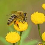 China logra un hito tecnológico con la primera abeja cíborg controlada por estímulos cerebrales 6 Científicos chinos crean un controlador cerebral ultraligero para manipular el vuelo de abejas, con aplicaciones en seguridad y rescates.