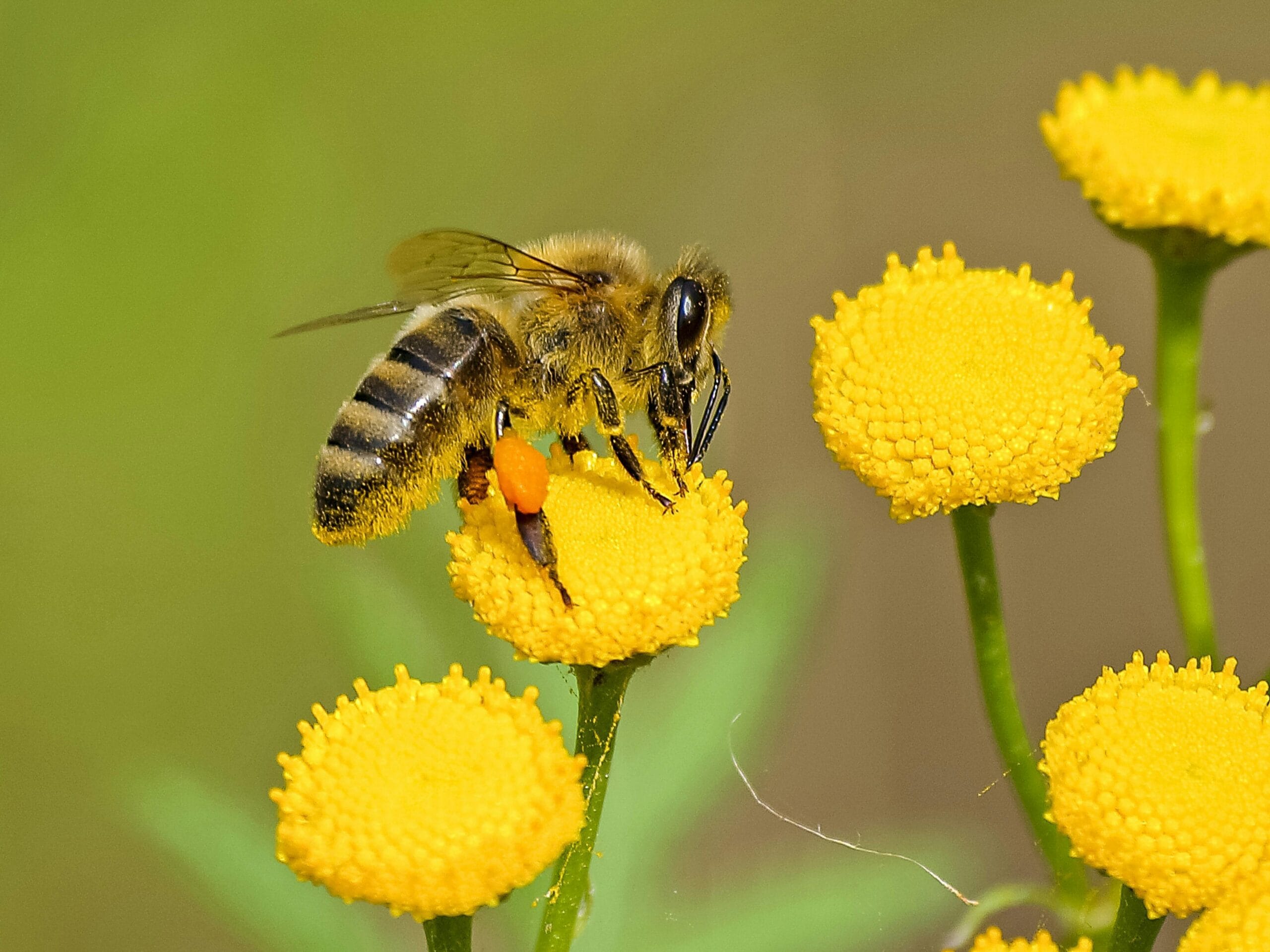China logra un hito tecnológico con la primera abeja cíborg controlada por estímulos cerebrales 5 Científicos chinos crean un controlador cerebral ultraligero para manipular el vuelo de abejas, con aplicaciones en seguridad y rescates.