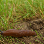 Los herbicidas podrían estar matando la hierba de hambre 2 Los herbicidas podrían estar matando la hierba de hambre