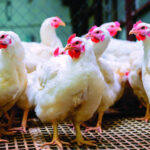 Precio del pollo podría alcanzar RD$200 en Navidad por escasez