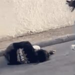 Joven herido en operativo policial durante Nochebuena en Santiago 3 Joven herido en operativo policial durante Nochebuena en Santiago