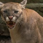 Dos pumas sacrificados tras ataque mortal a mujer en Colorado