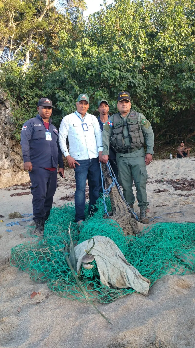 Capturan cocodrilo americano juvenil tras fuga en Puerto Plata