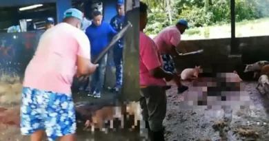 FEDDA condena sacrificio a palos de diez cerdos decomisados en Nagua