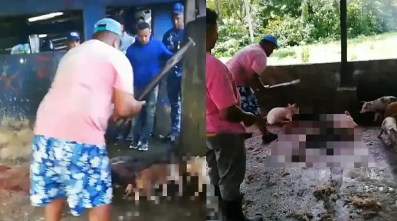 FEDDA condena sacrificio a palos de diez cerdos decomisados en Nagua 1