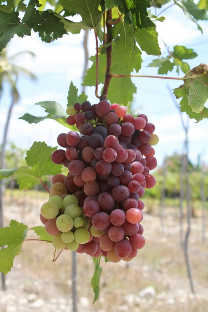UASD realiza panel sobre viticultura tropical y desafíos del cambio climático en Neiba
