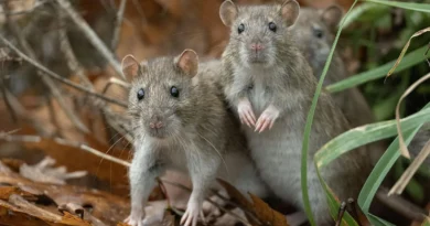Crucero con casos de hantavirus evalúa desembarco tras rechazo en Cabo Verde