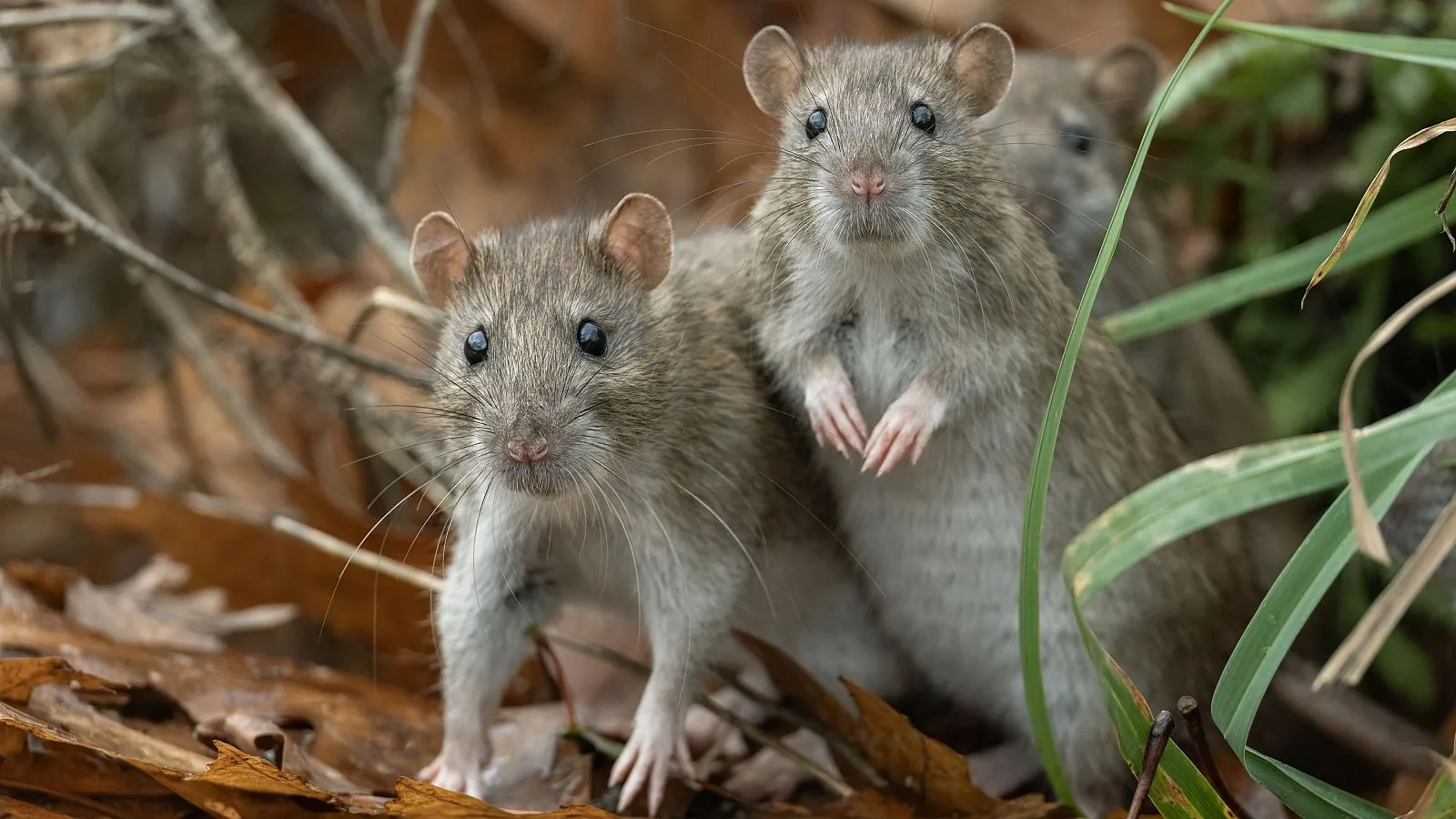 Crucero con casos de hantavirus evalúa desembarco tras rechazo en Cabo Verde