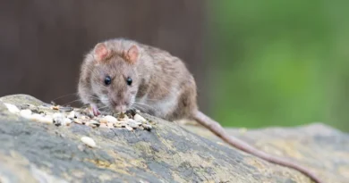 OMS mantiene bajo el riesgo global por brote de hantavirus en crucero MV Hondius 3 OMS mantiene bajo el riesgo global por brote de hantavirus en crucero MV Hondius
