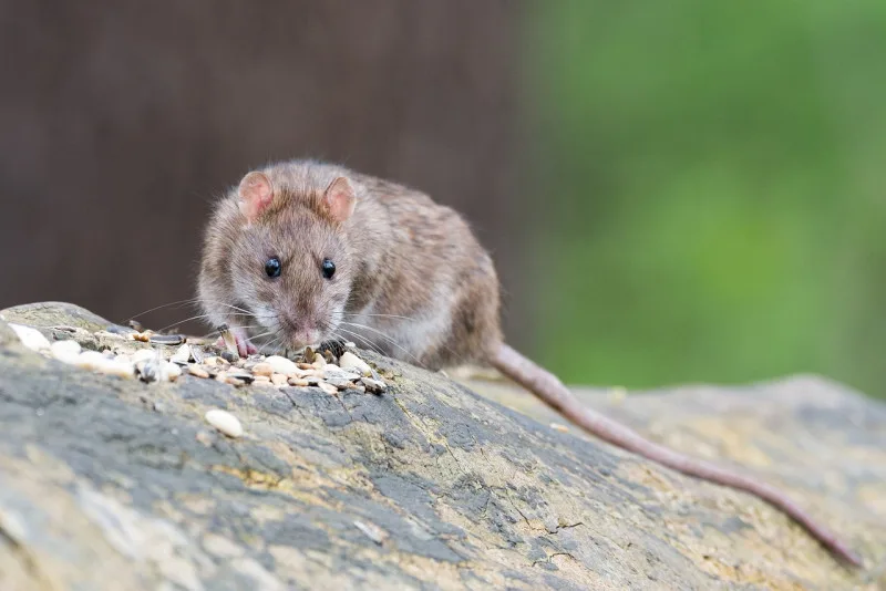 OMS mantiene bajo el riesgo global por brote de hantavirus en crucero MV Hondius