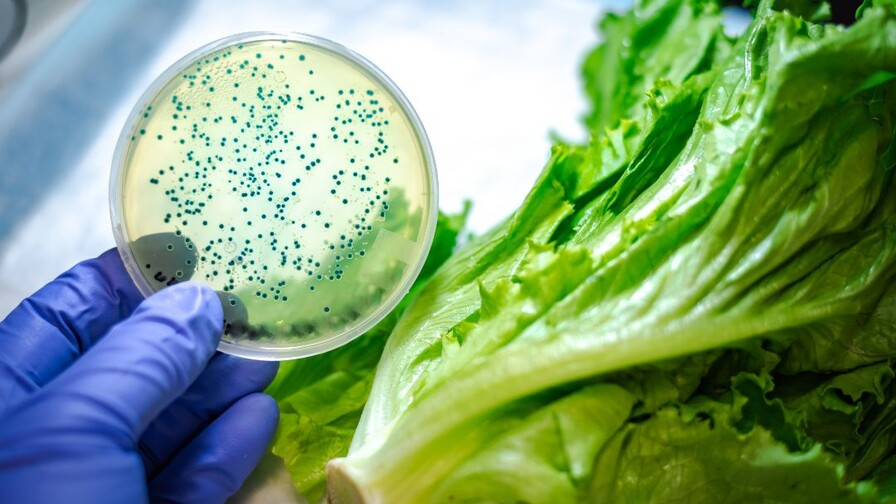OMS alerta sobre impacto global de alimentos contaminados en la salud infantil